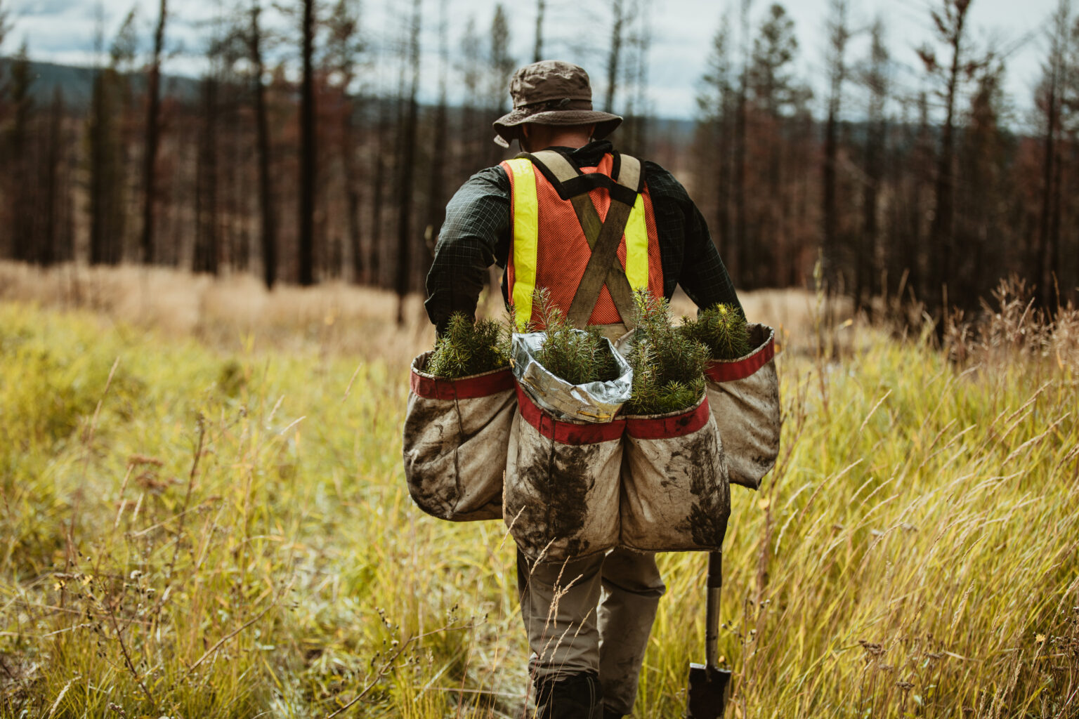 Rear view of a forest ranger with bags full of pine seedlings for reforestation. Man working in forest planting trees.