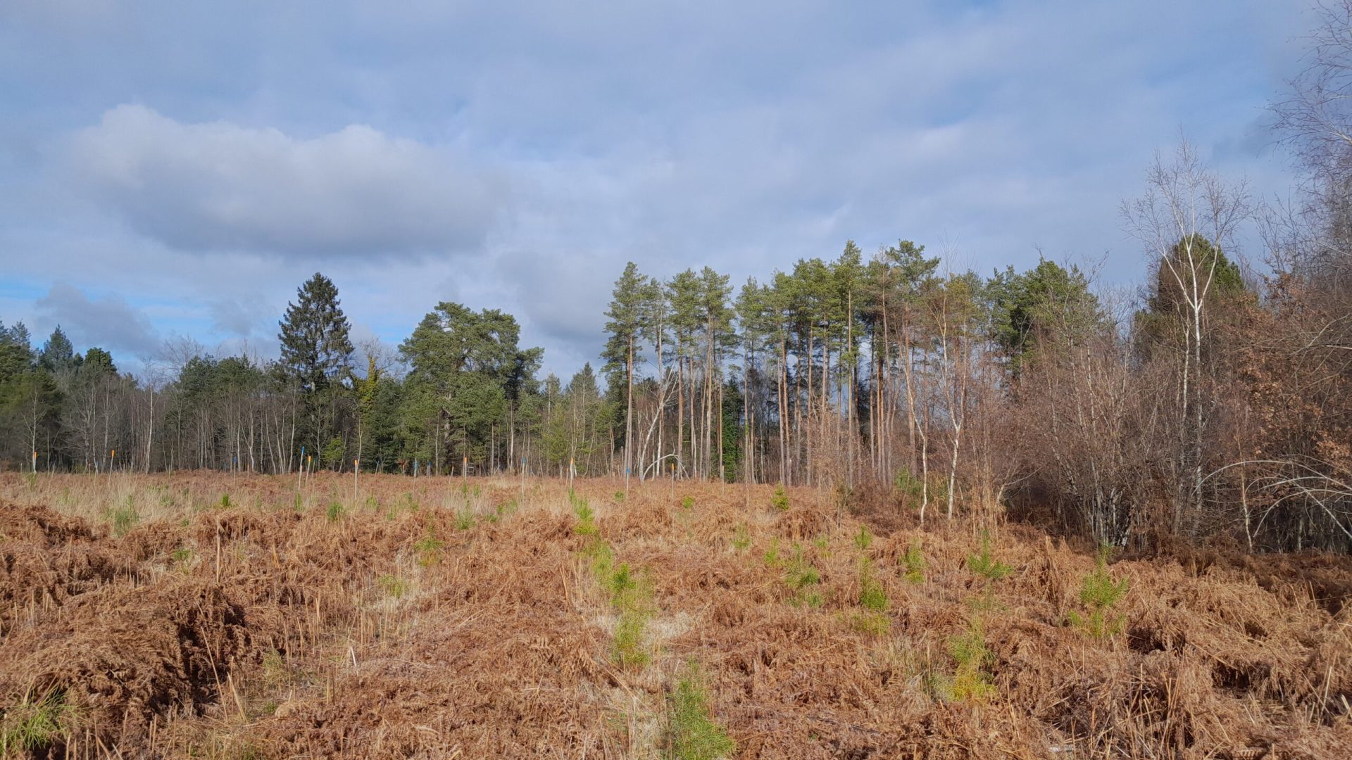 Plantation-Laricio-apres-degagement-fougere